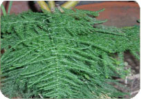 ASPARAGUS PLUMOSUS
